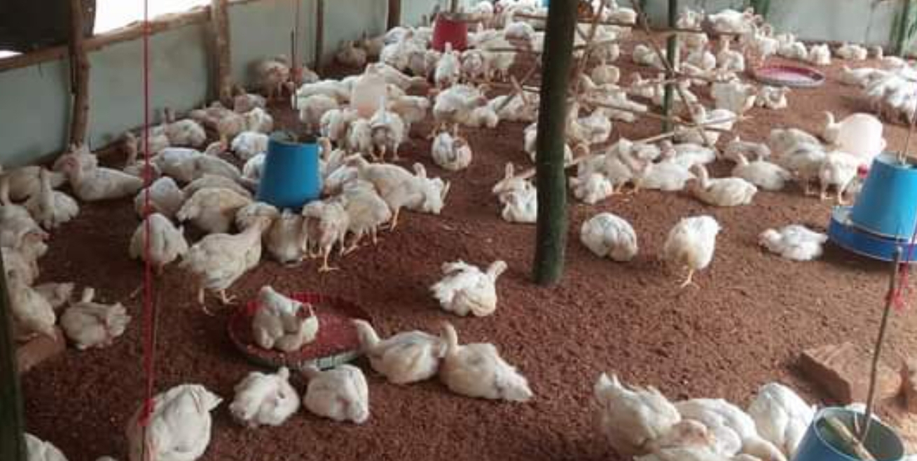 Screenshot_20221103-142244_Gallery